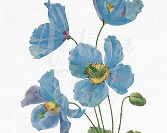 Flower Clipart "Himalayan Blue Poppy" Digital Download Botanical Illustration for Sublimation, Invitations, Collages, Decoupage...