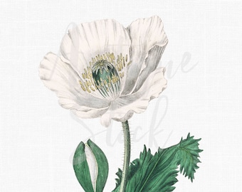 White Flower Image, Botanical Illustration PNG "White Opium Poppy" Digital Download for Scrapbooking, Paper Craft, Wedding Invitations...