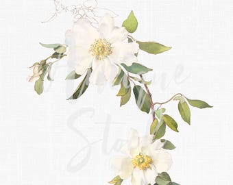 Flower Clipart "White Clematis" Botanical Illustration PNG and JPG Files for Wedding Invitations, Digital Prints, Collages, Card Making...