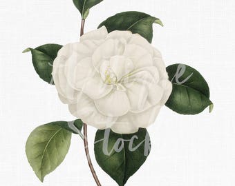 Flower Clip Art "White Camellia Japonica" Botanical Illustration Printable Instant Download for Posters, Decoupage, Collages, Invites...