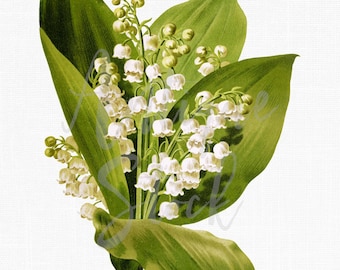 White Flowers Botanical Clipart, Digital Download "Lilies of the Valley" Printable Files for Prints, Invitations, Collages, Crafts...