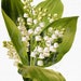 see more listings in the FLOWERS ∙ WHITE section