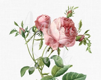 Botanical Illustration "Cabbage Rose" Flower Clipart, Digital Download Image for Scrapbook, Paper Craft, Wedding Invitations...