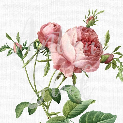 Flower Clipart alba Rose Botanical Illustration - Etsy