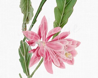 cactus with pink flowers clipart