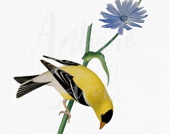 Bird Clipart PNG Image "American Goldfinch" Yellow Bird Botanical Illustration for Collages, Crafts, Prints, Invitations...