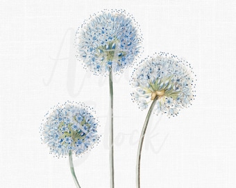 Vintage Botanical Illustration "Blue Globe Onion" PNG and JPG Images Digital Download for Collages, Prints, Invitations, Crafts...