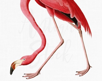 Pink Flamingo Clipart, Printable Art "American Flamingo" Digital Download for Sublimation Crafts, Wall Art, Collages, Transfers...