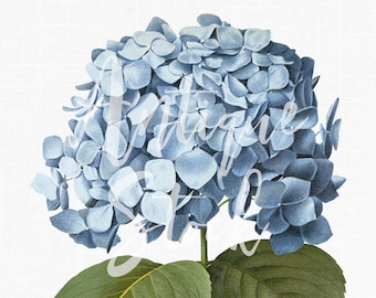 Imagen prediseñada de hortensia de hoja grande (flor azul). Descarga digital imprimible. Ilustración botánica para invitaciones, collages...