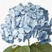 Blue Flower Clipart 'Big Leaf Hydrangea' Image Hortensia Printable Digital Download Botanical Illustration for Invitations, Collages...