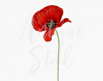 Red Flower Clipart "Poppy Flower" Vintage Botanical Illustration Digital Download for Decals, Collages, Wall Art Prints, Scrapbook...