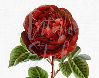Red Rose Clipart "Charles Lefebvre Rose" Digital Image Instant Download for Wedding Invitations, Wall Decor, Scrapbook, Crafts...