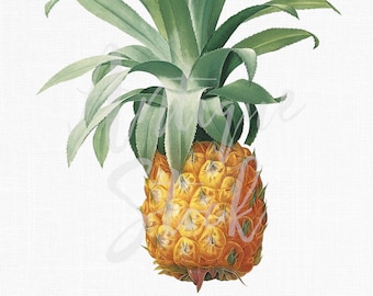 Clipart "Fruta de Piña" Imagen Digital Vintage Descargable para Proyectos de Manualidades, Arte Mural, Collages, Transferencias, Scrapbooking, Invitaciones...