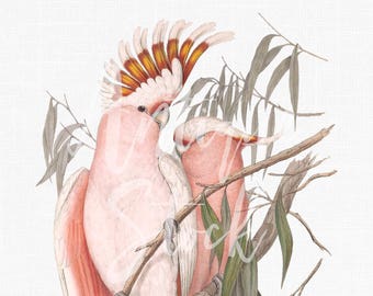 PNG Bild Vintage Vögel "Rosa Kakadus" Botanische Illustration Digitaler Download für Wandkunst, Kunsthandwerk, Scrapbooking, Stoffdruck ...