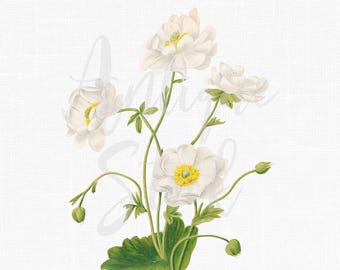 White Flowers Printable "Mountain Buttercup" Botanical Illustration Transparent Background for Gift Tags, Home Decor, Collages...