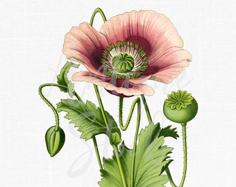 ポピーの絵画、植物の花のクリップアート「ピンクのアヘン用ポピー