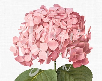 Flower Clipart "Pink Big Leaf Hydrangea" Botanical Illustration Digital Download for Invitations, Crafts, Scrapbook, Collages...