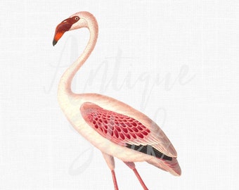 Flamingo Clipart Vintage Printable Digital Download "Lesser Flamingo" for Sublimation, Invitations, Decoupage, Graphic Design, Crafts...