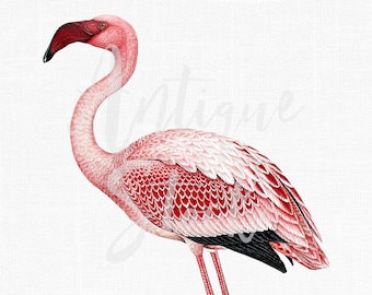 Clipart "Flamingo" Vintage Image, Printable Pink Flamingo Digital Download for Sublimation, Crafts, Wall Art, Collages, Transfers...