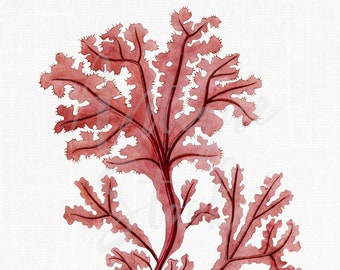 Seaweed Clip Art, Digital Download "Rhodophyta" Vintage Illustration PNG / JPG Image for Wall Decor, Crafts, Collages...