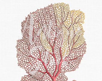 Sea Coral Clipart &quot;Venus Fan&quot; Vintage Illustration Digital Download Art for Prints, Crafts, Wall Art, Collages, Scrapbook, Invitations...