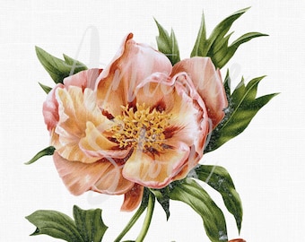 Flower Clipart "Hybrid Tree Peony" Botanical Illustration Digital Download for Crafts, Wall Art, Collages, Scrapbooking, Invites...