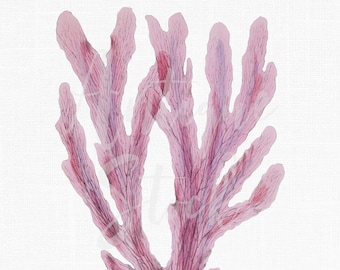 Sea Life clipart, algen kunst afdrukbare "geaderde oilweed" digitale download afbeelding voor uitnodigingen, plakboek, prenten, collages, ambachten...