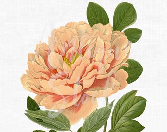 Flower Clip Art "Moutan Peony" Botanical Illustration Download Image for Wedding Invitations, Scrapbook, Wall Art, Collages, Crafts...