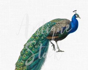 Bird Clip Art Vintage Peacock Image "Indian Peafowl" Digital Download Illustration for Scrapbooking, Collages, Invitations, Card Making...