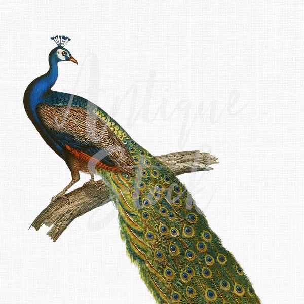 Bird Clip Art Vintage Peacock Image "Indian Peafowl" Ilustración de descarga digital para Scrapbooking, Collages, Invitaciones, Fabricación de tarjetas...