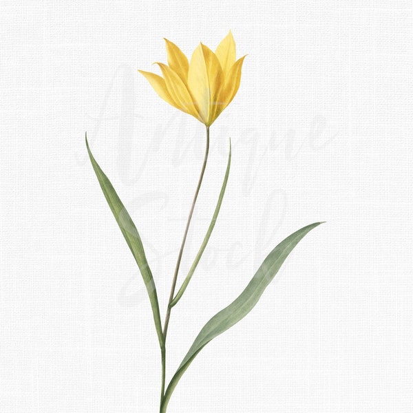 Botanical Illustration Clipart "Florentine Tulip" Flower for Prints, Decor, Decoupage, Scrapbooking, Paper Crafts, Cards, Invites...