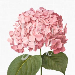 Bloem clipart "Pink Big Leaf Hydrangea" botanische illustratie digitale download voor uitnodigingen, ambachten, plakboek, collages...