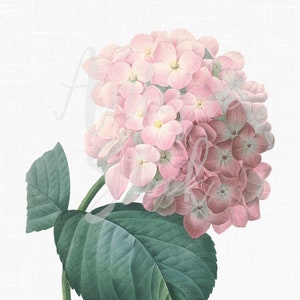 12x16 アジサイの植物イラスト、アジサイのクリップアート「ピンク オルテンシア」印刷可能な PNG + JPG 画像、工芸品、壁掛けプリント、コラージュなど...