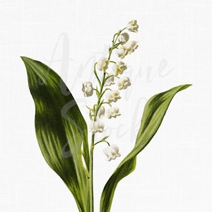 Botanical Illustration, Flower Clipart "Lily of the Valley" Digital Download Printable Files for Wall Art, Invitations, Collages, Crafts...