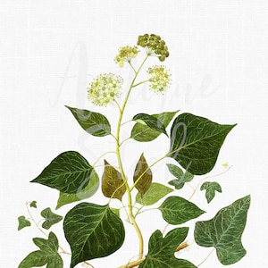 Vintage Clip Art Image &quot;English Ivy&quot; Digital Download Illustration Transparent Background for Scrapbooking, Collages, Crafts...