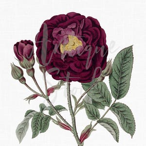 Bloem clipart "Bourgondië Franse roos" botanische illustratie digitale download voor kunst aan de muur, ambachten, decoupage, eetbare prints...
