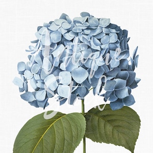 Clipart fleur bleue « Hortensia à grandes feuilles » Image Hortensia imprimable en téléchargement numérique Illustration botanique pour faire-parts, collages...