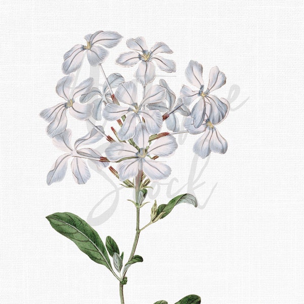 Botanical Illustration, Blue Flower Clipart "Cape Plumbago" Digital Instant Download for Invitations, Wall Art, Scrapbook, Collage, Print...