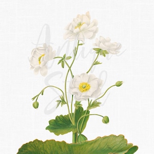 "Weiße Blumen ""Mountain Buttercup"" botanische Illustration Transparenter Hintergrund für Geschenkanhänger, Dekoration, Collagen ..."