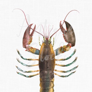 Lobster Clipart Digital Download, Printable Image "American Lobster" Vintage Clip Art for Invitations, Decoupage, Collages...