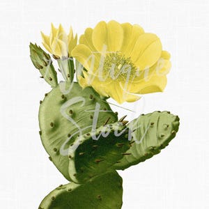 Botanique imprimable « Spineless Cactus » PNG et JPG Illustration de téléchargement numérique pour collages, impressions, invitations, décoration d’art mural...
