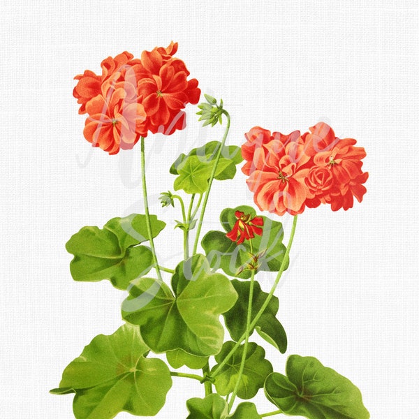 Printable Flowers, Instant Download "Horseshoe Pelargonium" Botanical Illustration for Invitations, Decoupage, Wall Art Prints, Collages...