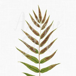 Art fougère, illustration botanique « Shining Spleenwort » clipart imprimable pour scrapbooking, collages, faire-part, cartes, étiquettes, travaux manuels...