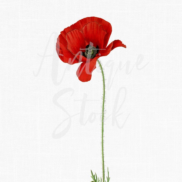 Red Flower Clipart "Poppy Flower" Vintage Botanical Illustration Digital Download for Decals, Collages, Wall Art Prints, Scrapbook...