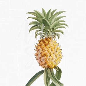 Druckbare Obst ""Hawaiian Pineapple"" altes Bild Digital Download druckbare Illustration für Drucke, Collagen, Decoupage, Einladungen..."