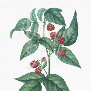 Digital Download Plant "European Raspberry" Vintage Botanical PNG Image for Collages, Card making, Paper Crafts, Scrapbooking, Wall Art...