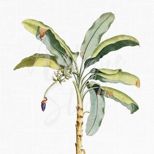 Clipart de palmeira, impressão de download botânico "Banana anã" arquivos PNG / JPG para colagens, impressões de arte de parede, design gráfico...