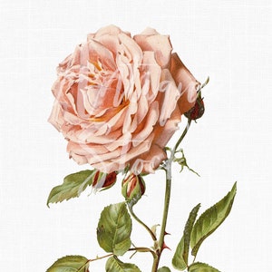 Flower Clipart, Pink Flower "Lyon Rose" Botanical Illustration for Invitations, Crafts, Decoupage, Prints, Decor...