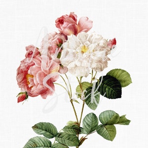 Illustration botanique « Roses de Damas blanches et roses » fleur Clipart numérique en téléchargement pour faire-part de mariage, collages, découpage, travaux manuels...