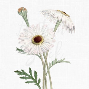Imágenes prediseñadas de flores, imagen de descarga digital "Margarita", ilustración botánica, archivos PNG/JPG para collages, decoupage, álbumes de recortes...